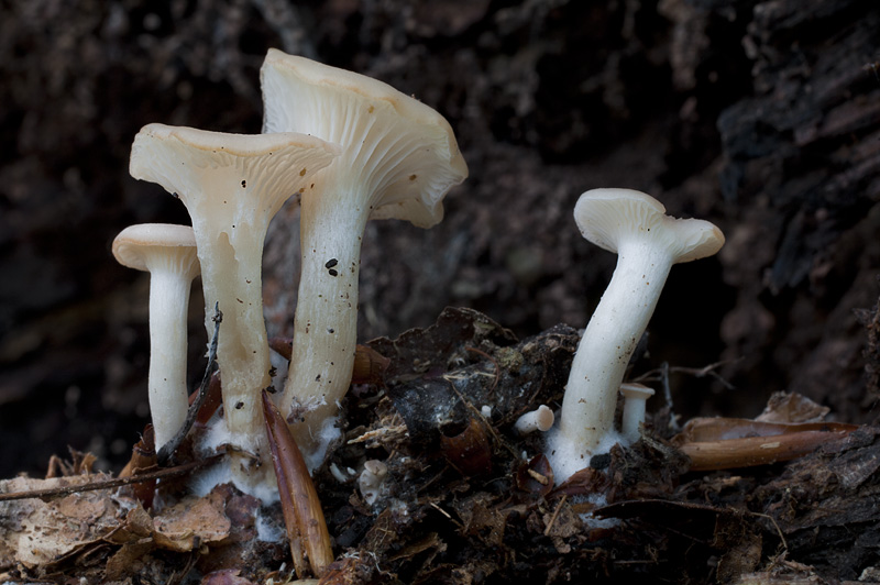 Clitocybe phaeophthalma